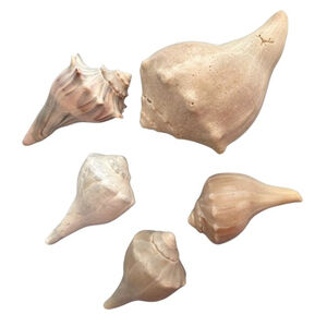 Natural Conch Shells, set of 5, 3-5" long